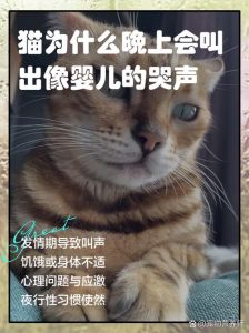 猫儿半夜一直叫是什么原因_猫咪夜叫怎么办？排查原因应对夜醒小贴士