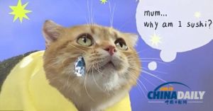 蓝色寿司猫v12：收集寿司，养猫乐趣