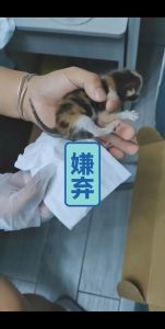 猫瘟第几天最危险_猫瘟危险期与治疗预防