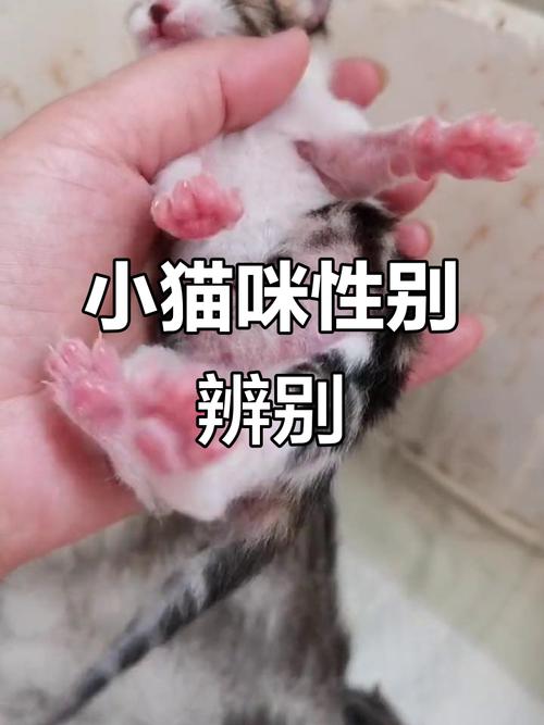 猫刚生了小猫注意什么_保温喂奶养小猫,注意观察助成长 猫刚生了小猫注意什么_保温喂奶养小猫,注意观察助成长