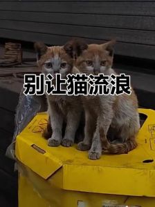 猫被抛弃后会恨主人吗_猫咪被抛弃后为何伤心？情感丰富脆弱，抛弃伤痛难愈
