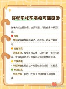 猫几天不吃东西会死_猫咪断粮三天危险！幼猫更脆弱，注意健康信号及时喂食