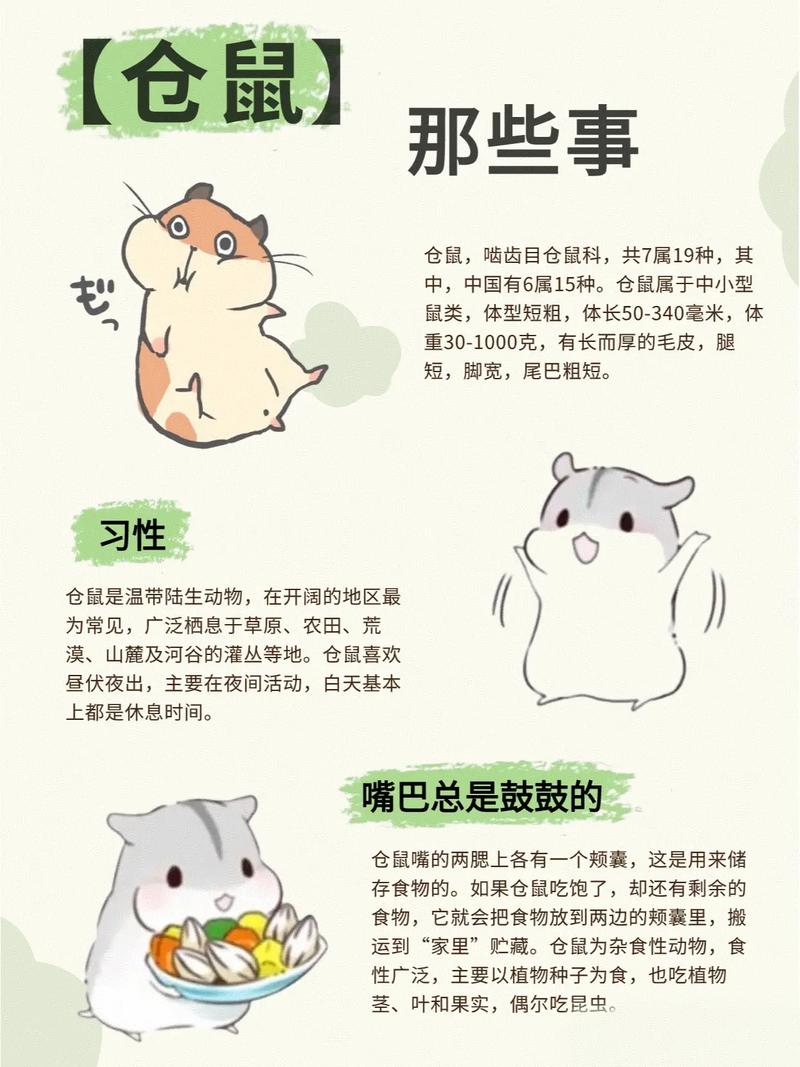 女人为啥尽量少碰仓鼠_健康过敏心理等多方面危害需注意 女人为啥尽量少碰仓鼠_健康过敏心理等多方面危害需注意