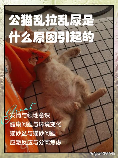 布偶公猫总是尿出猫砂盆_布偶猫在猫砂盆边排尿怎么办? 布偶公猫总是尿出猫砂盆_布偶猫在猫砂盆边排尿怎么办?