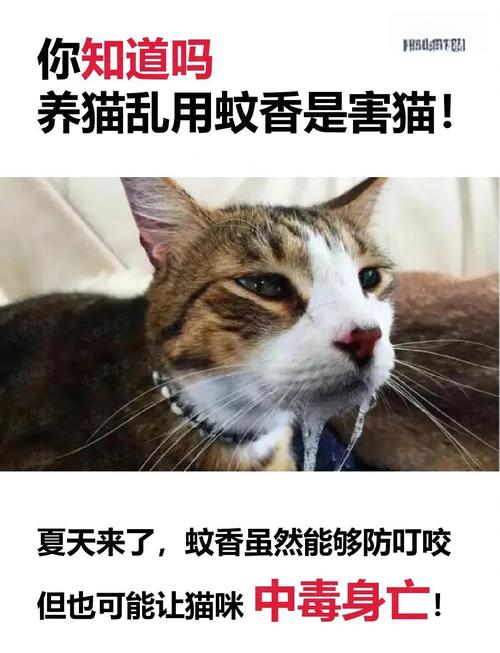 猫闻了蚊香怎么解毒_猫咪急救与预防 猫闻了蚊香怎么解毒_猫咪急救与预防
