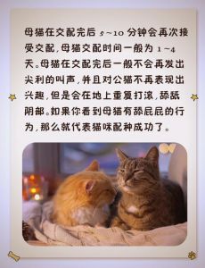 猫发了情一般持续几天_猫咪春秋发情期怎么办？