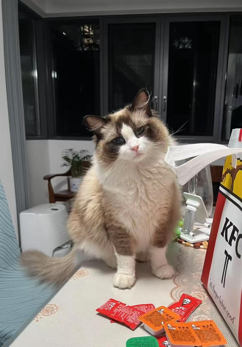 布偶猫可以吃蓝莓吗_布偶猫可适量吃蓝莓,注意年龄健康和喂食量 布偶猫可以吃蓝莓吗_布偶猫可适量吃蓝莓,注意年龄健康和喂食量