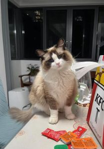 布偶猫可以吃蓝莓吗_布偶猫可适量吃蓝莓，注意年龄健康和喂食量