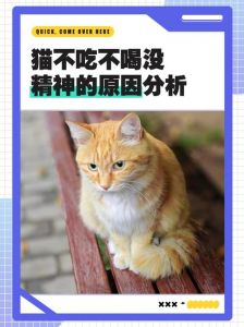 猫不吃不喝10天会死吗_猫咪拒食10天或死？速看原因和救命方法！