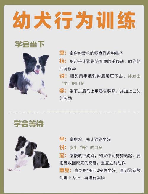 训狗怎么训练最容易_行为奖励与规律养成