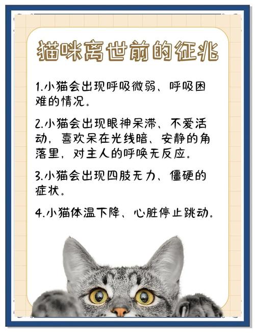 猫恨主人的十大征兆_猫咪不满的十大迹象及修复方法 猫恨主人的十大征兆_猫咪不满的十大迹象及修复方法