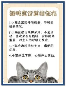 猫恨主人的十大征兆_猫咪不满的十大迹象及修复方法