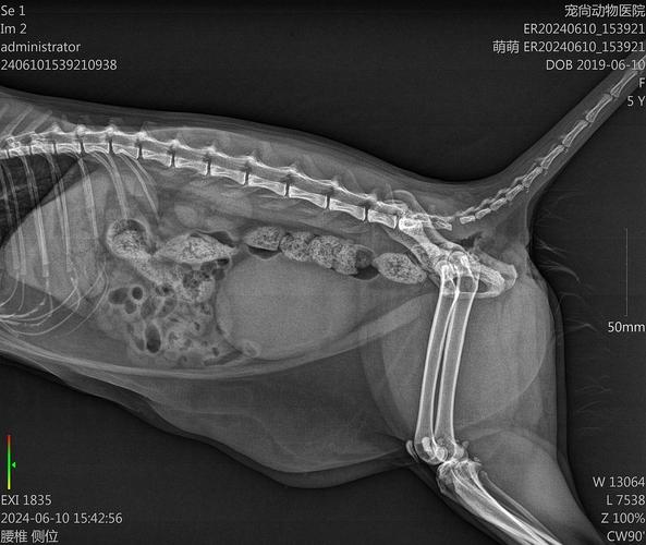 犬猫腰椎_猫咪腰伤别乱动,科学护理是关键 犬猫腰椎_猫咪腰伤别乱动,科学护理是关键