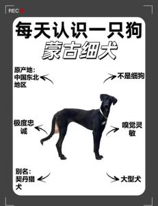 细犬为什么不建议养_古老猎犬为何难入现代家