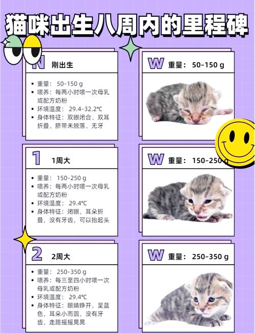 一周岁猫生小猫注意事项_母猫怀孕迹象及产后护理要点 一周岁猫生小猫注意事项_母猫怀孕迹象及产后护理要点