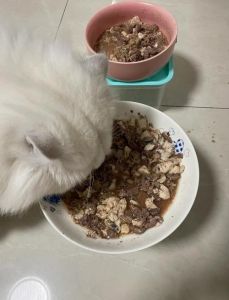 宠物猫可以喂家常饭吗_科学喂养，猫粮为主，米饭应急