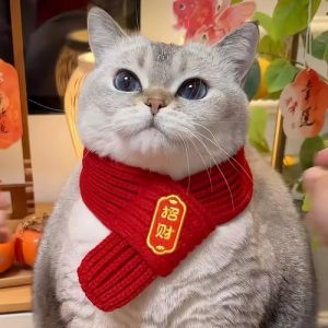 宠物喂养与训练猫_猫咪喂养与训练技巧