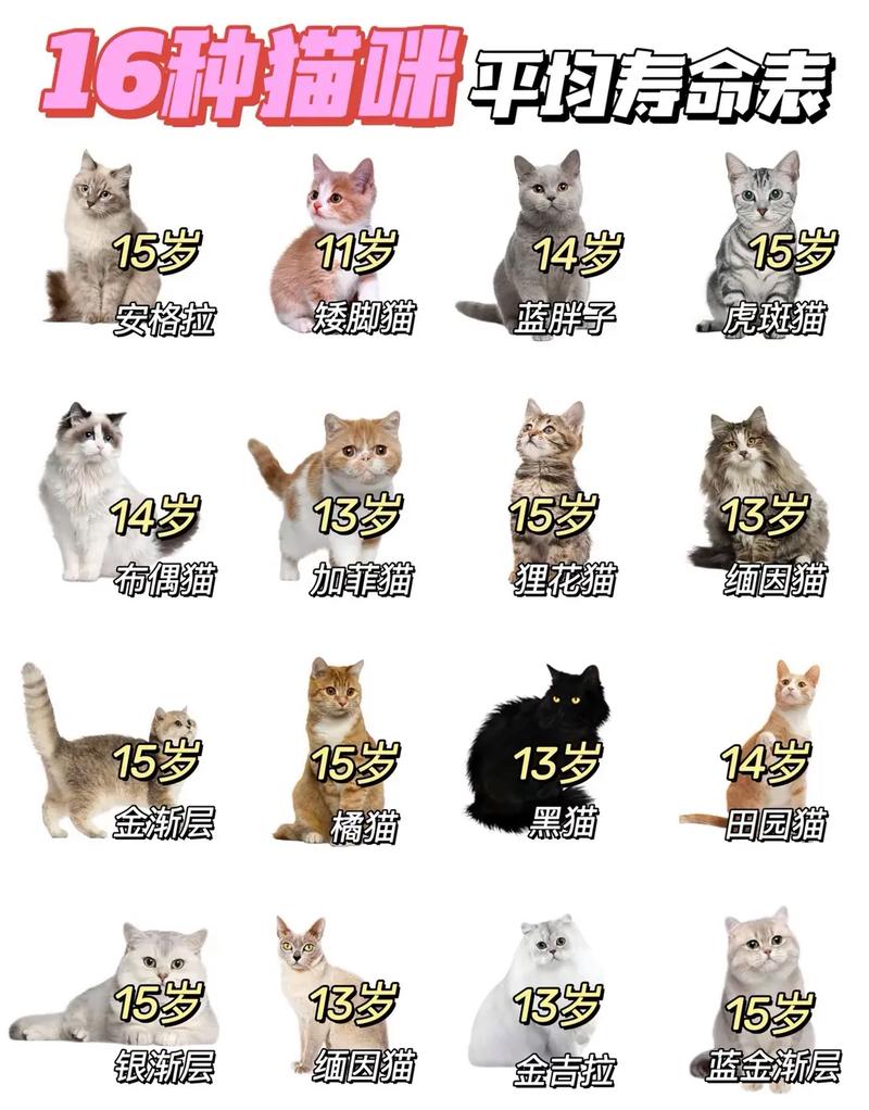 猫猫寿命一般多少_猫咪寿命12-15年,科学喂养更长寿 猫猫寿命一般多少_猫咪寿命12-15年,科学喂养更长寿