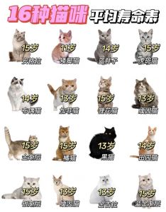 猫猫寿命一般多少_猫咪寿命12-15年，科学喂养更长寿