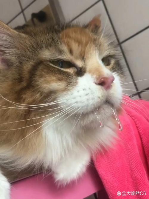 猫突然大量流口水为什么_猫咪流口水怎么办？看这里！
