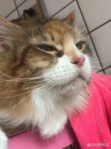 猫突然大量流口水为什么_猫咪流口水怎么办？看这里！