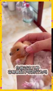 小仓鼠一拿到手上就滋滋叫_仓鼠滋滋叫？别怕，是它紧张了！