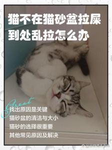 猫没有猫砂会憋死吗_猫咪必须用猫砂，选对保健康！