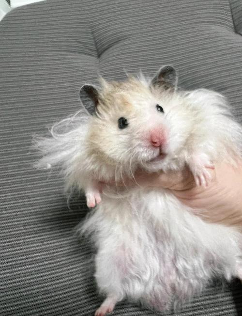 小仓鼠金丝熊图片_温顺亲人,注意独居和饮食 小仓鼠金丝熊图片_温顺亲人,注意独居和饮食