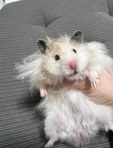 小仓鼠金丝熊图片_温顺亲人，注意独居和饮食