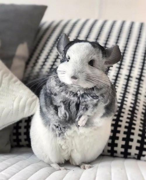 像老鼠的宠物_豚鼠仓鼠沙鼠等温和可爱 像老鼠的宠物_豚鼠仓鼠沙鼠等温和可爱