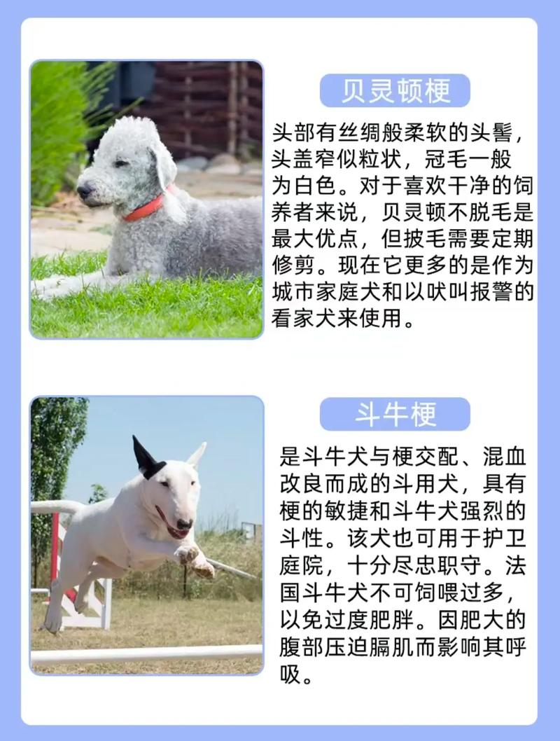 最著名的十大梗犬_性格运动需求大不同 最著名的十大梗犬_性格运动需求大不同