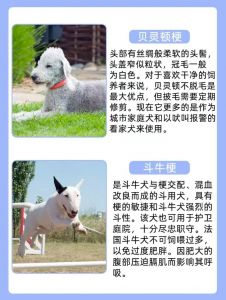 最著名的十大梗犬_性格运动需求大不同
