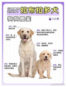 如何训练拉布拉多犬_规则信任，耐心引导
