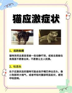 猫应激反应补救方法_猫咪应激怎么办？