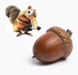 野生松鼠吃什么食物为主_坚果为主，水果辅食，笼子清洁要注意！