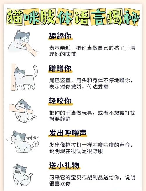 猫蹭来蹭去一直叫要警惕_猫咪蹭叫怎么办?看懂猫咪需求及时应对 猫蹭来蹭去一直叫要警惕_猫咪蹭叫怎么办?看懂猫咪需求及时应对