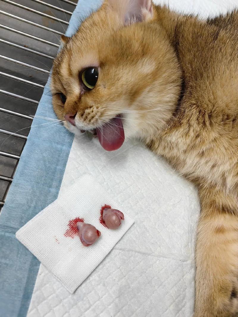 已绝育的猫咪半夜一直叫_猫咪夜叫怎么办？试试这些方法！