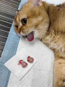 已绝育的猫咪半夜一直叫_猫咪夜叫怎么办？试试这些方法！