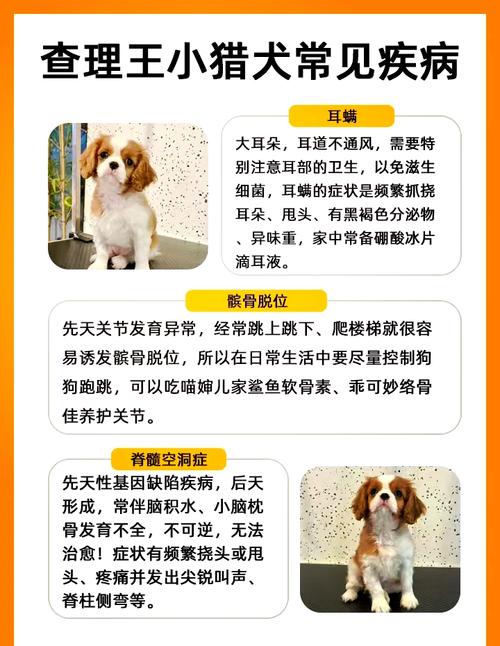查理王小猎犬优缺点_家庭好伙伴,聪明需陪伴 查理王小猎犬优缺点_家庭好伙伴,聪明需陪伴