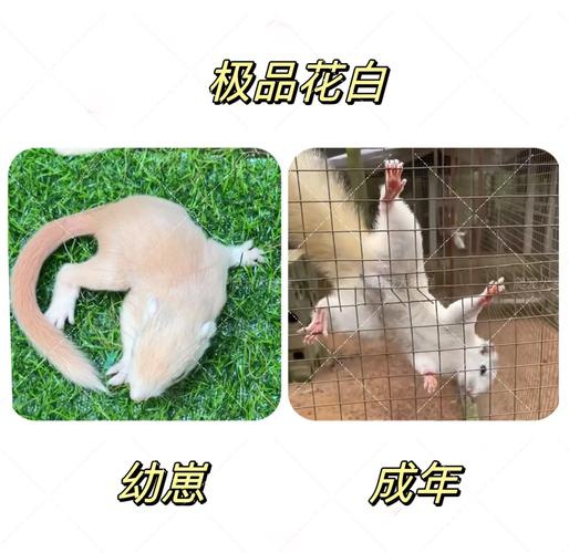 小松鼠多少元一只_价格与饲养要点 小松鼠多少元一只_价格与饲养要点