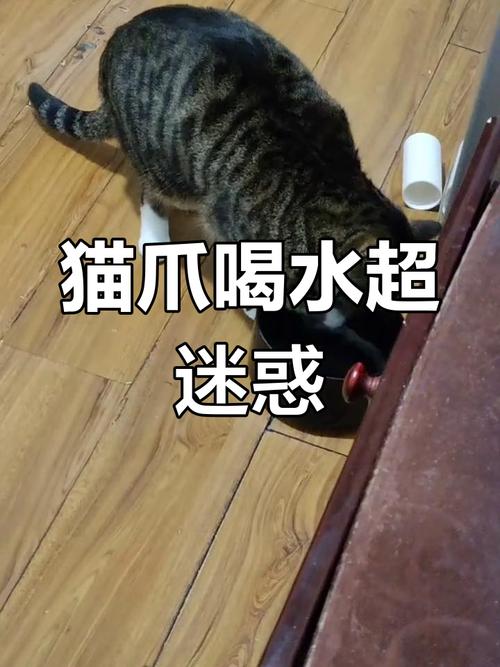 猫喝水前为什么用爪子抓_猫咪爱流动水,因干净又好玩,安全又解闷 猫喝水前为什么用爪子抓_猫咪爱流动水,因干净又好玩,安全又解闷