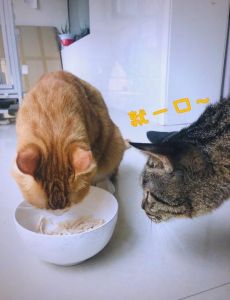 猫可以吃鸡胸肉吗 煮熟的_猫咪能吃煮熟鸡胸肉，低脂高蛋白好选择