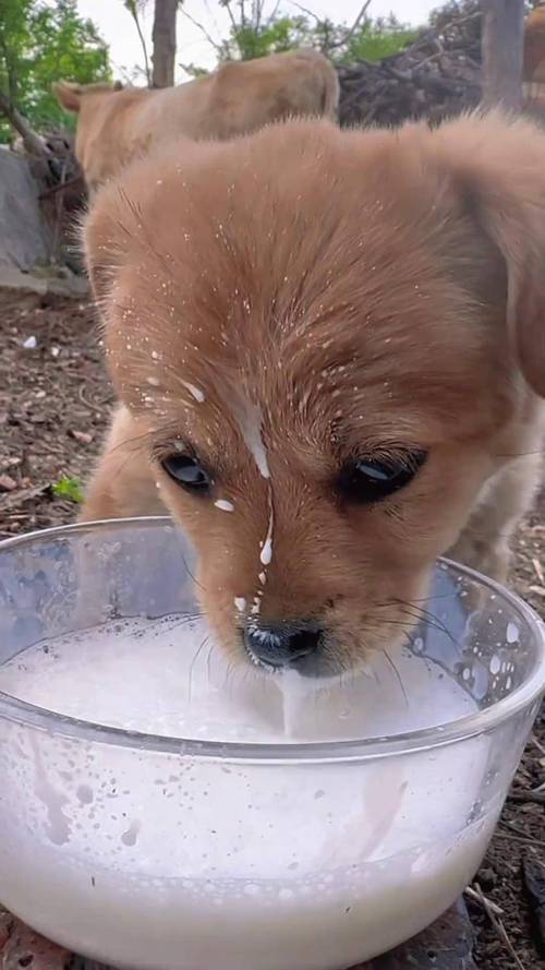 幼狗可不可以喝纯牛奶_幼犬喝牛奶易拉肚子，选羊奶粉更科学！