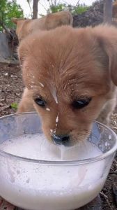 幼狗可不可以喝纯牛奶_幼犬喝牛奶易拉肚子，选羊奶粉更科学！