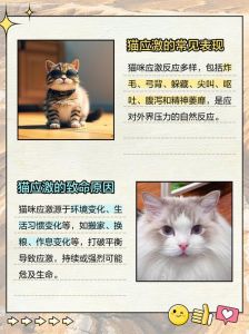 猫应激反应死的前兆_猫咪应激致命！警惕食欲减怕人舔毛秃，速看！