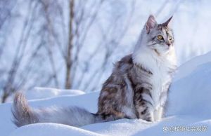 室温20度猫咪会冷吗_怕冷的猫咪保暖小妙招