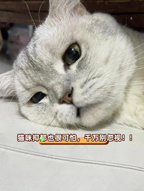 猫猫没人陪着玩会不会抑郁_关爱猫咪,别让孤独毁了它的快乐 猫猫没人陪着玩会不会抑郁_关爱猫咪,别让孤独毁了它的快乐