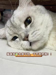 猫猫没人陪着玩会不会抑郁_关爱猫咪，别让孤独毁了它的快乐