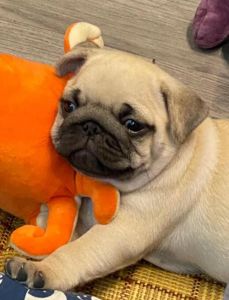 养起来最省心的狗_雪纳瑞约克夏西高地白梗比熊，适合怕麻烦的人