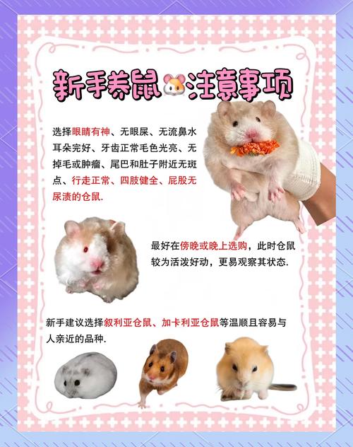 穷养仓鼠的方法_省钱养仓鼠,选对垫料喂廉食 穷养仓鼠的方法_省钱养仓鼠,选对垫料喂廉食